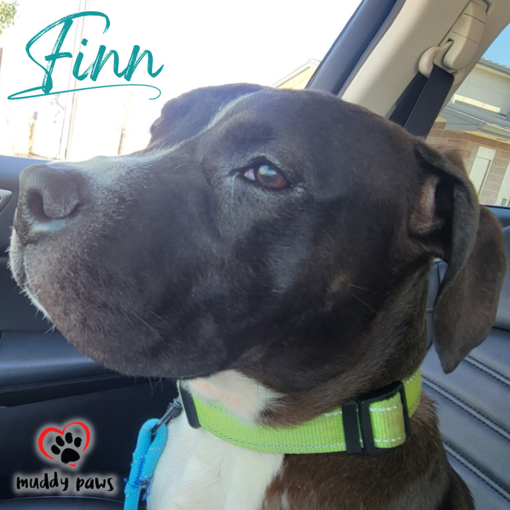 Finn, an adoptable Boxer, Pit Bull Terrier in Council Bluffs, IA, 51503 | Photo Image 2