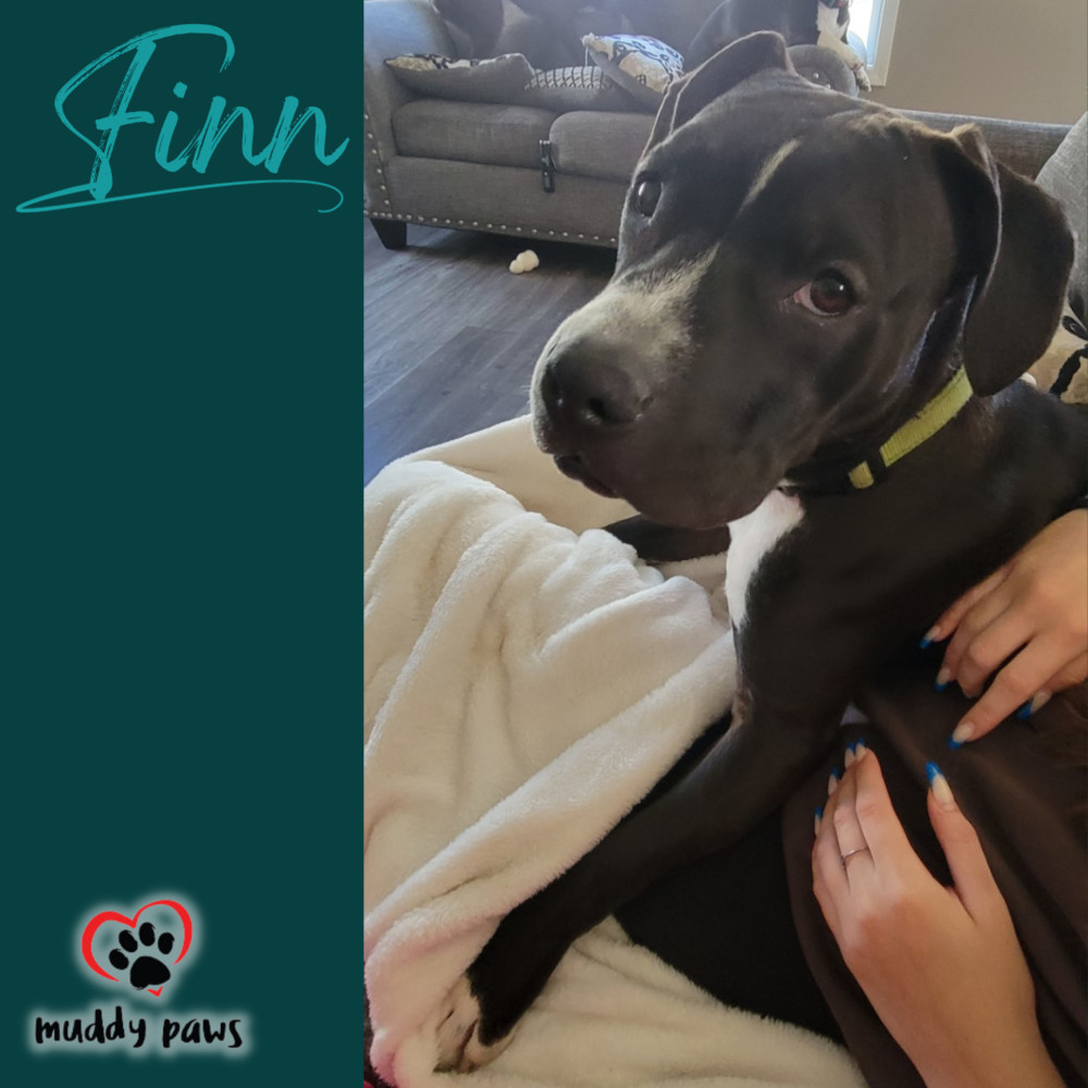 Finn, an adoptable Boxer, Pit Bull Terrier in Council Bluffs, IA, 51503 | Photo Image 3