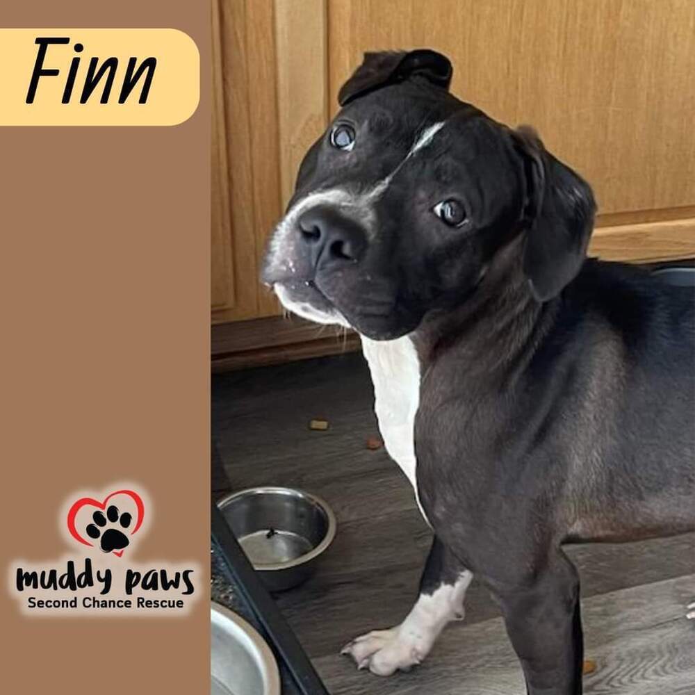 Finn, an adoptable Boxer, Pit Bull Terrier in Council Bluffs, IA, 51503 | Photo Image 4