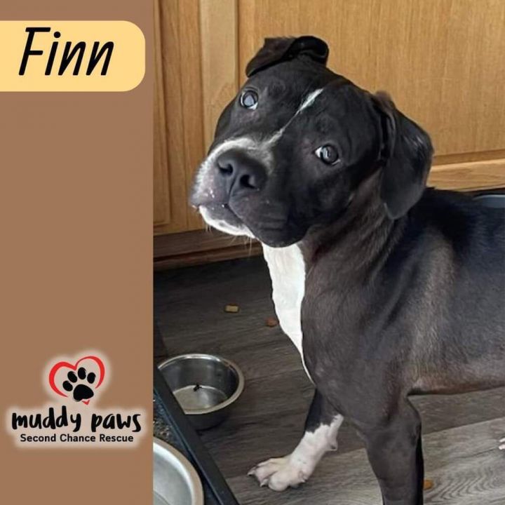 Finn 4
