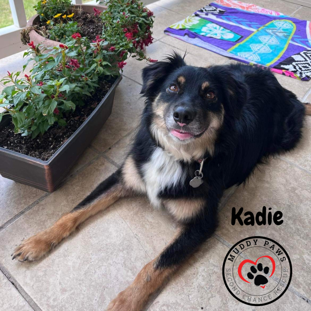 Kadie, an adoptable Australian Shepherd in Council Bluffs, IA, 51503 | Photo Image 1