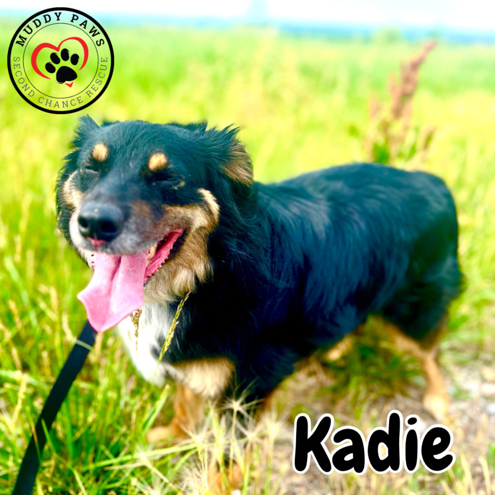 Kadie, an adoptable Australian Shepherd in Council Bluffs, IA, 51503 | Photo Image 2