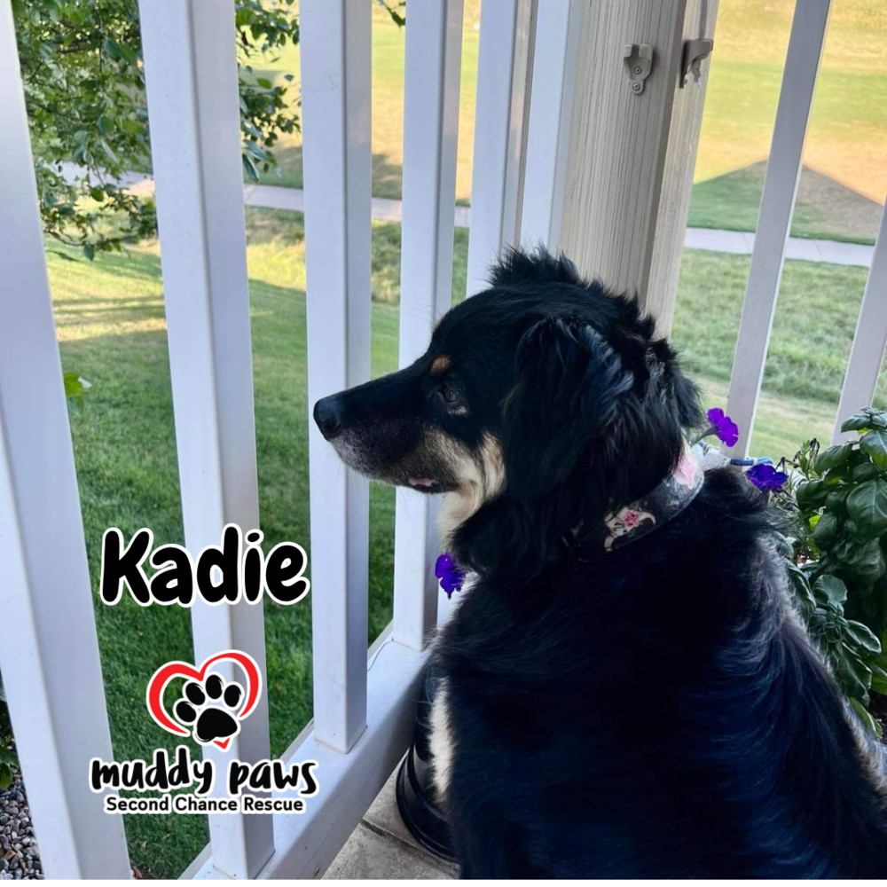 Kadie, an adoptable Australian Shepherd in Council Bluffs, IA, 51503 | Photo Image 3