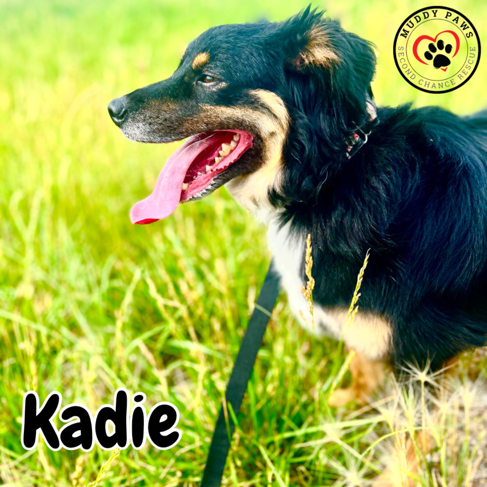 Kadie, an adoptable Australian Shepherd in Council Bluffs, IA, 51503 | Photo Image 4