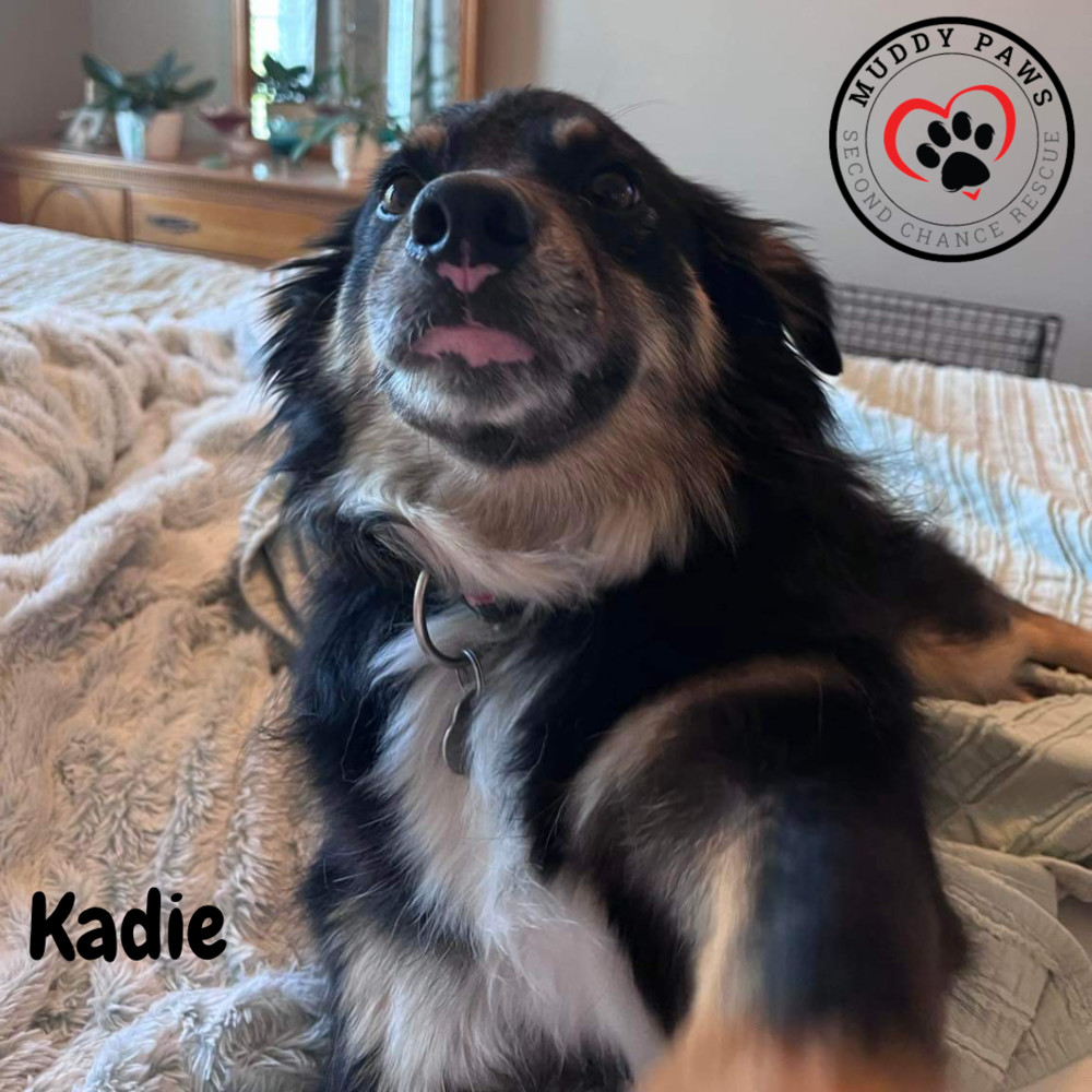 Kadie, an adoptable Australian Shepherd in Council Bluffs, IA, 51503 | Photo Image 5