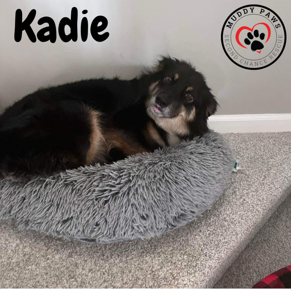 Kadie, an adoptable Australian Shepherd in Council Bluffs, IA, 51503 | Photo Image 6