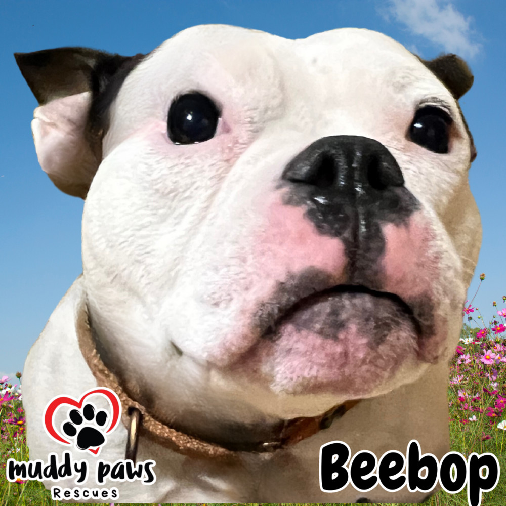 BeeBop, an adoptable American Bully in Council Bluffs, IA, 51503 | Photo Image 1