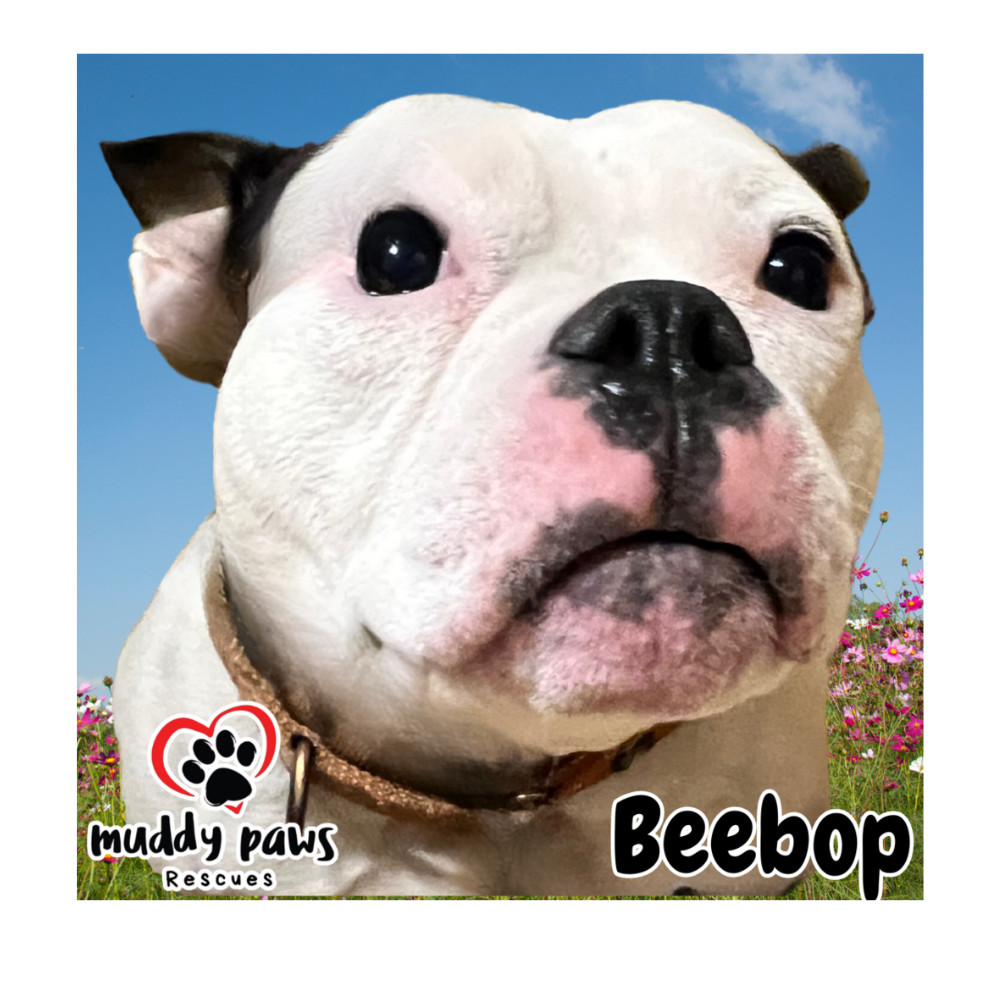 BeeBop, an adoptable American Bully in Council Bluffs, IA, 51503 | Photo Image 1