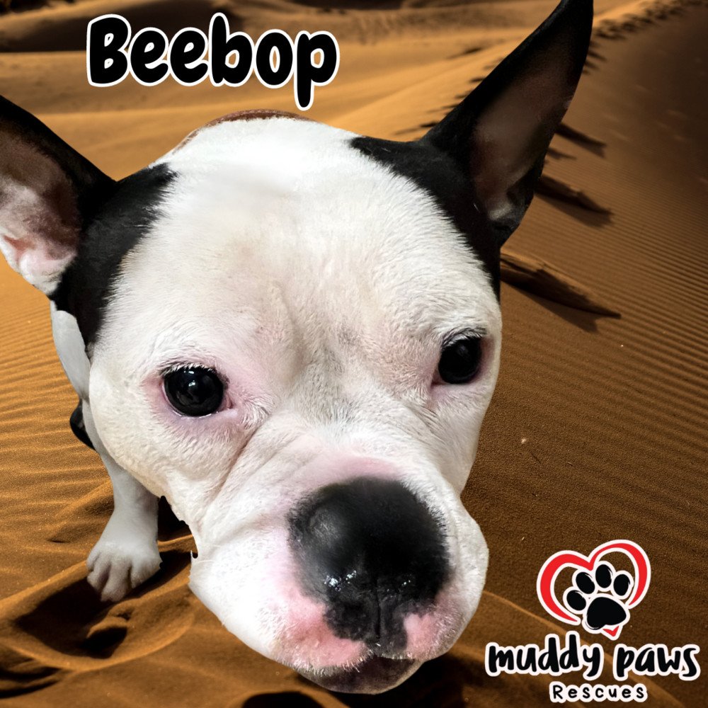 BeeBop, an adoptable American Bully in Council Bluffs, IA, 51503 | Photo Image 2