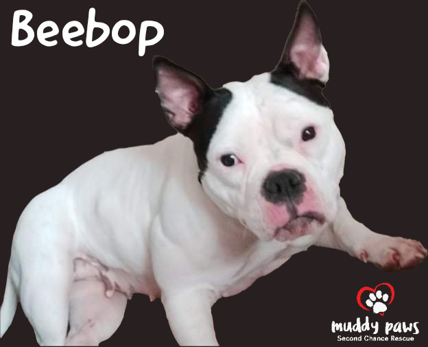 BeeBop, an adoptable American Bully in Council Bluffs, IA, 51503 | Photo Image 3