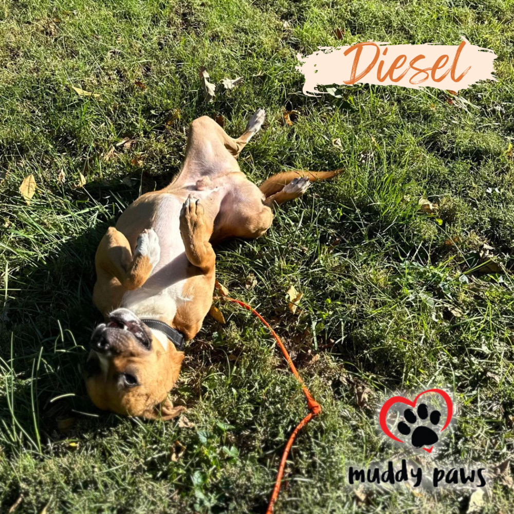 Diesel, an adoptable Boxer, Cardigan Welsh Corgi in Council Bluffs, IA, 51503 | Photo Image 4