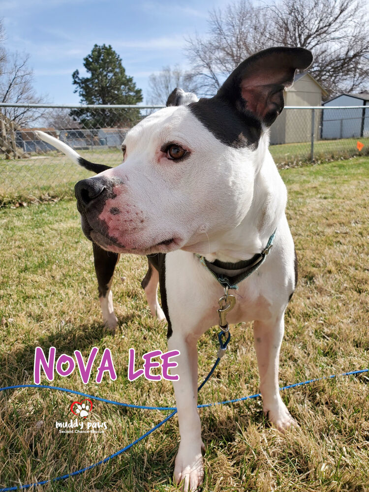 Nova Lee, an adoptable Boxer, Terrier in Council Bluffs, IA, 51503 | Photo Image 2