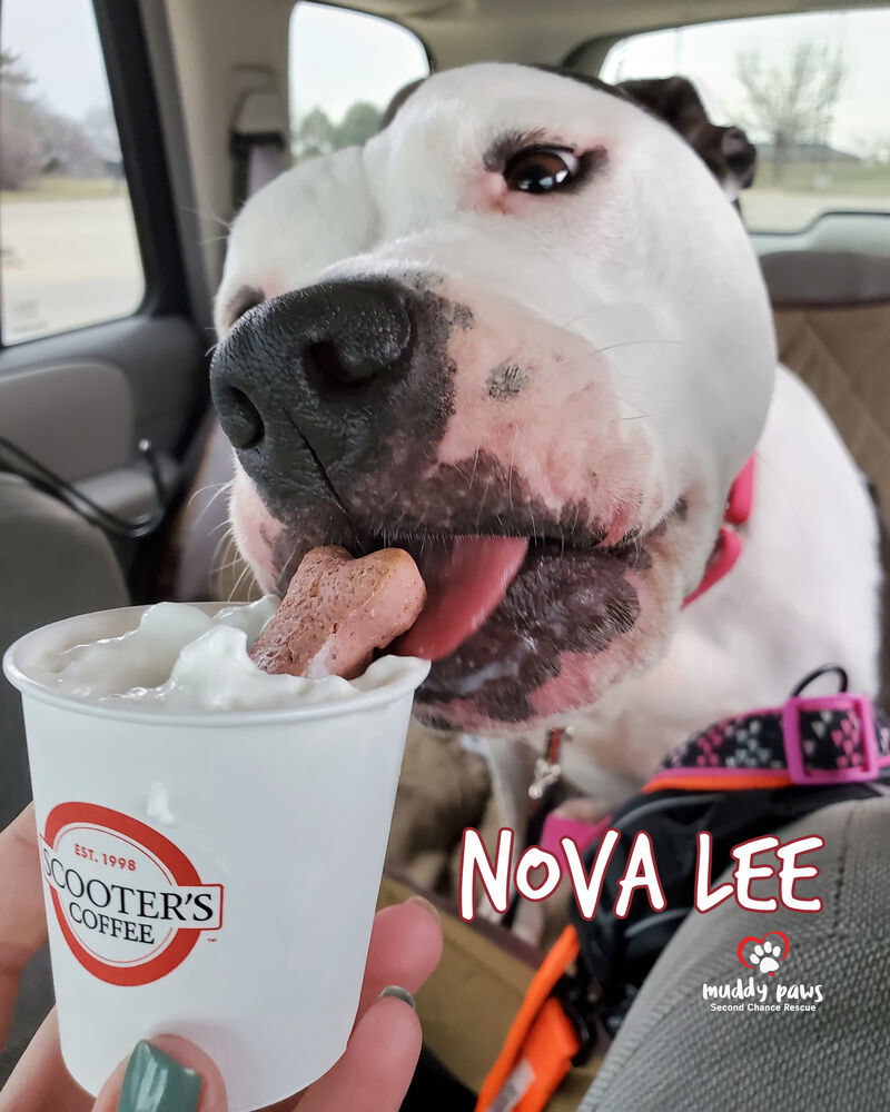 Nova Lee, an adoptable Boxer, Terrier in Council Bluffs, IA, 51503 | Photo Image 3