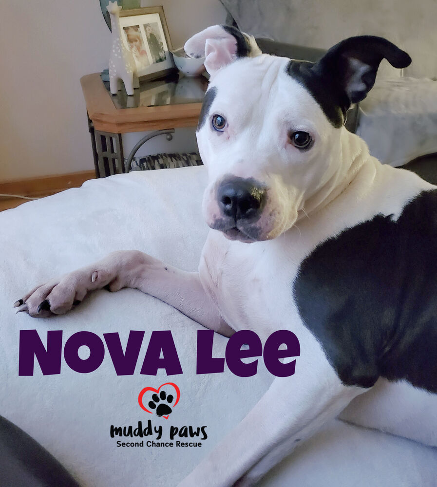 Nova Lee, an adoptable Boxer, Terrier in Council Bluffs, IA, 51503 | Photo Image 5