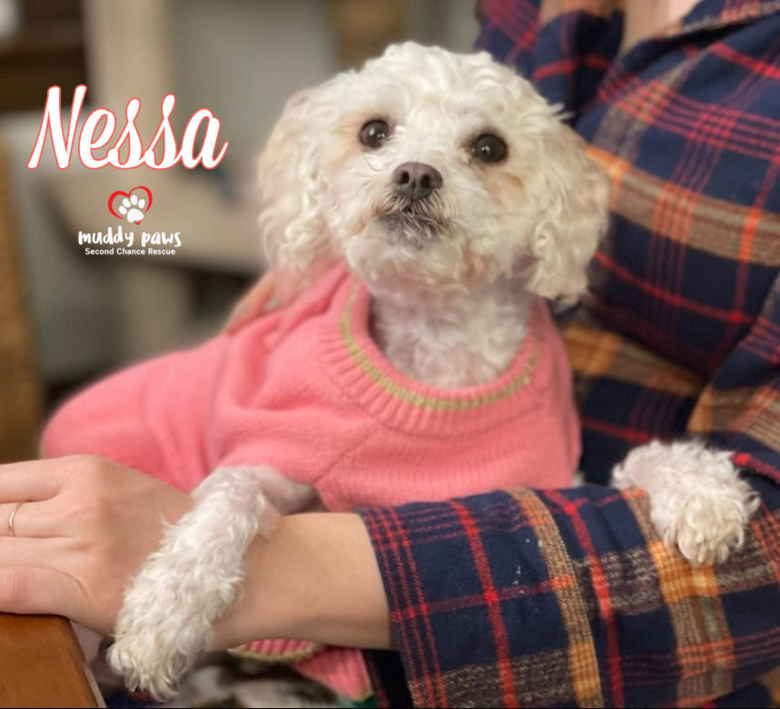 Nessa, an adoptable Maltese, Poodle in Council Bluffs, IA, 51503 | Photo Image 1