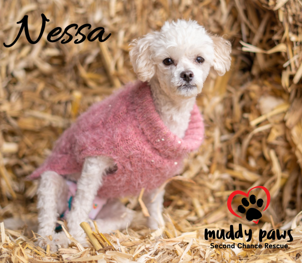 Nessa, an adoptable Maltese, Poodle in Council Bluffs, IA, 51503 | Photo Image 2