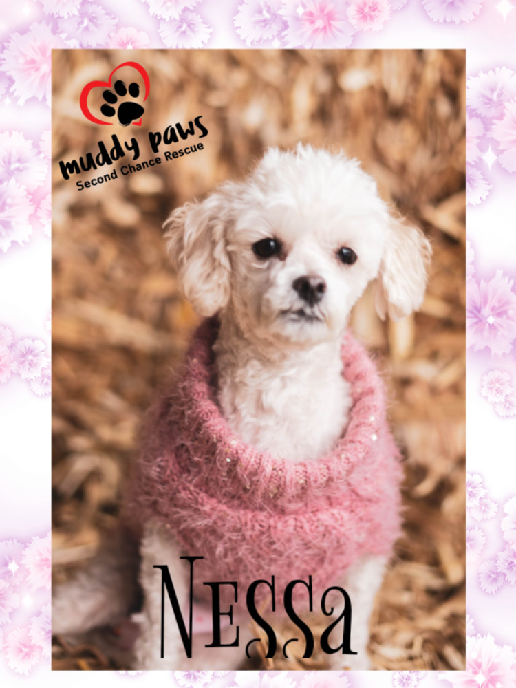 Nessa, an adoptable Maltese, Poodle in Council Bluffs, IA, 51503 | Photo Image 3