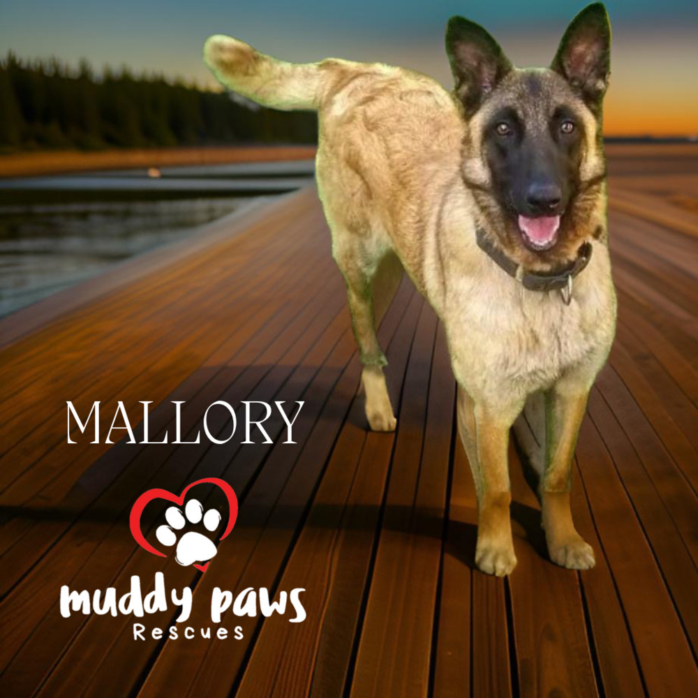 Mallory, an adoptable Belgian Shepherd / Malinois in Council Bluffs, IA, 51503 | Photo Image 1