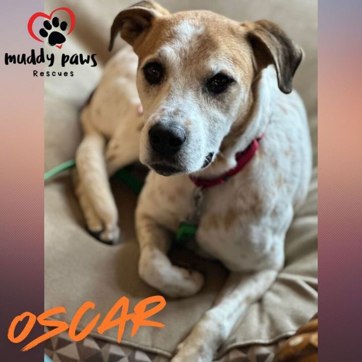 Dog for adoption Oscar a German Shorthaired Pointer Hound Mix