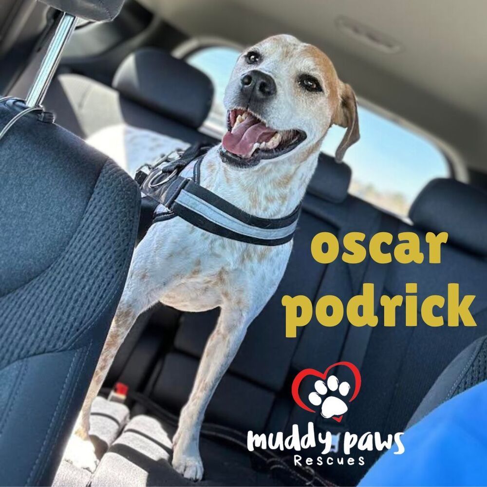 Oscar, an adoptable German Shorthaired Pointer, Hound in Council Bluffs, IA, 51503 | Photo Image 1