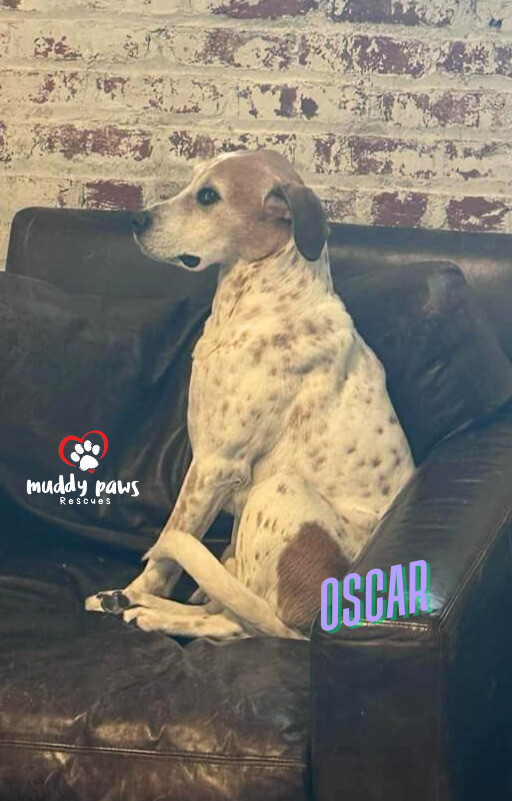 Oscar, an adoptable German Shorthaired Pointer, Hound in Council Bluffs, IA, 51503 | Photo Image 2