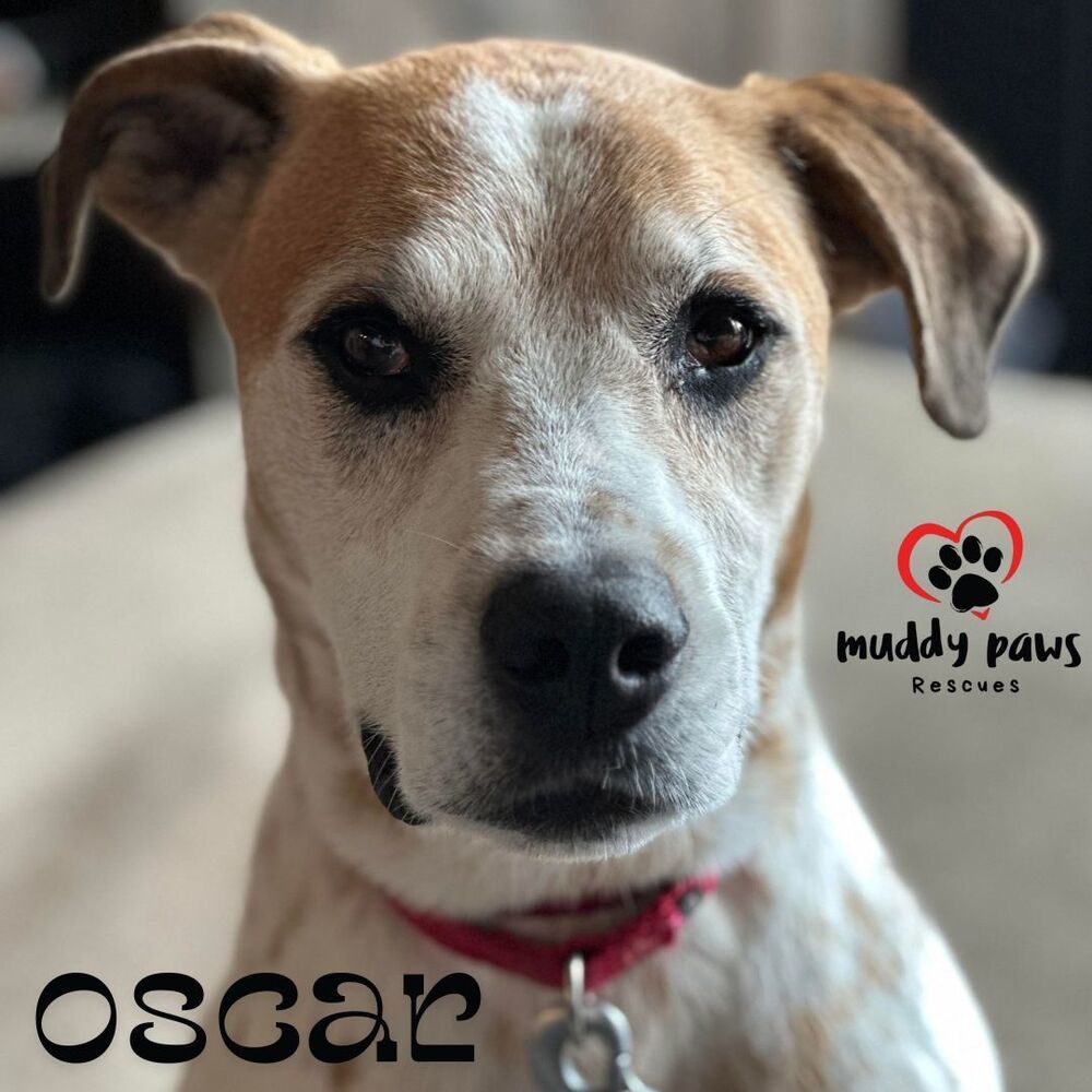 Oscar, an adoptable German Shorthaired Pointer, Hound in Council Bluffs, IA, 51503 | Photo Image 3