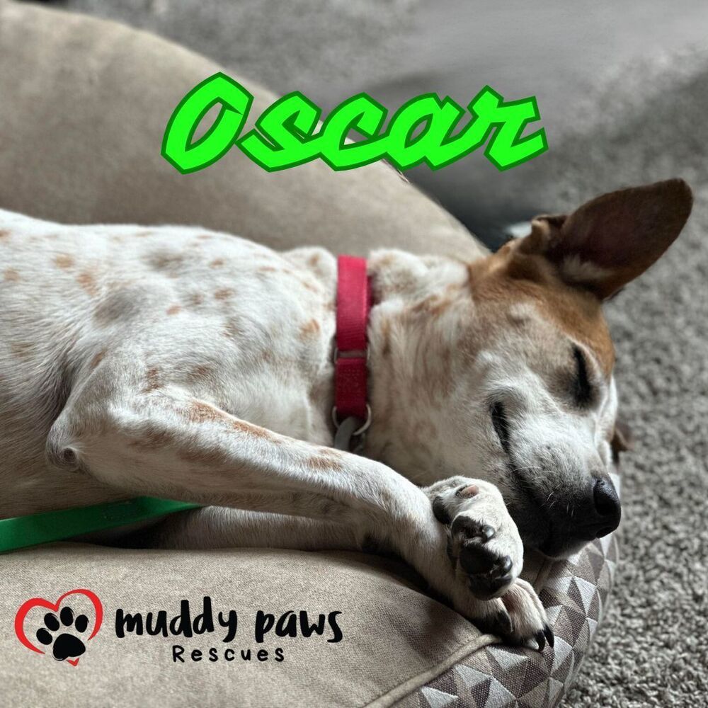 Oscar, an adoptable German Shorthaired Pointer, Hound in Council Bluffs, IA, 51503 | Photo Image 4