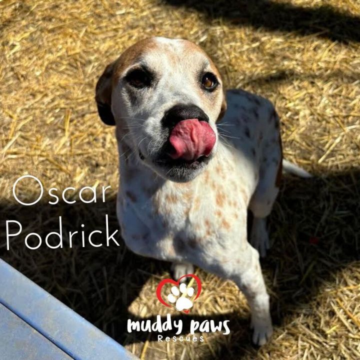 Oscar 4