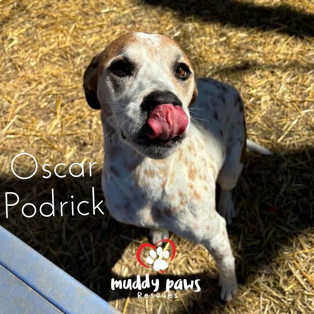 Oscar, an adoptable German Shorthaired Pointer, Hound in Council Bluffs, IA, 51503 | Photo Image 4