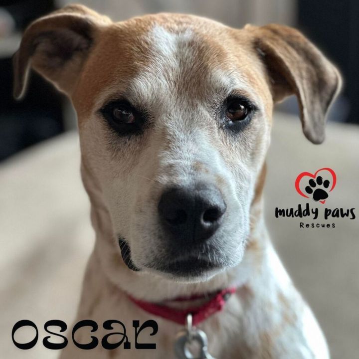 Oscar 5