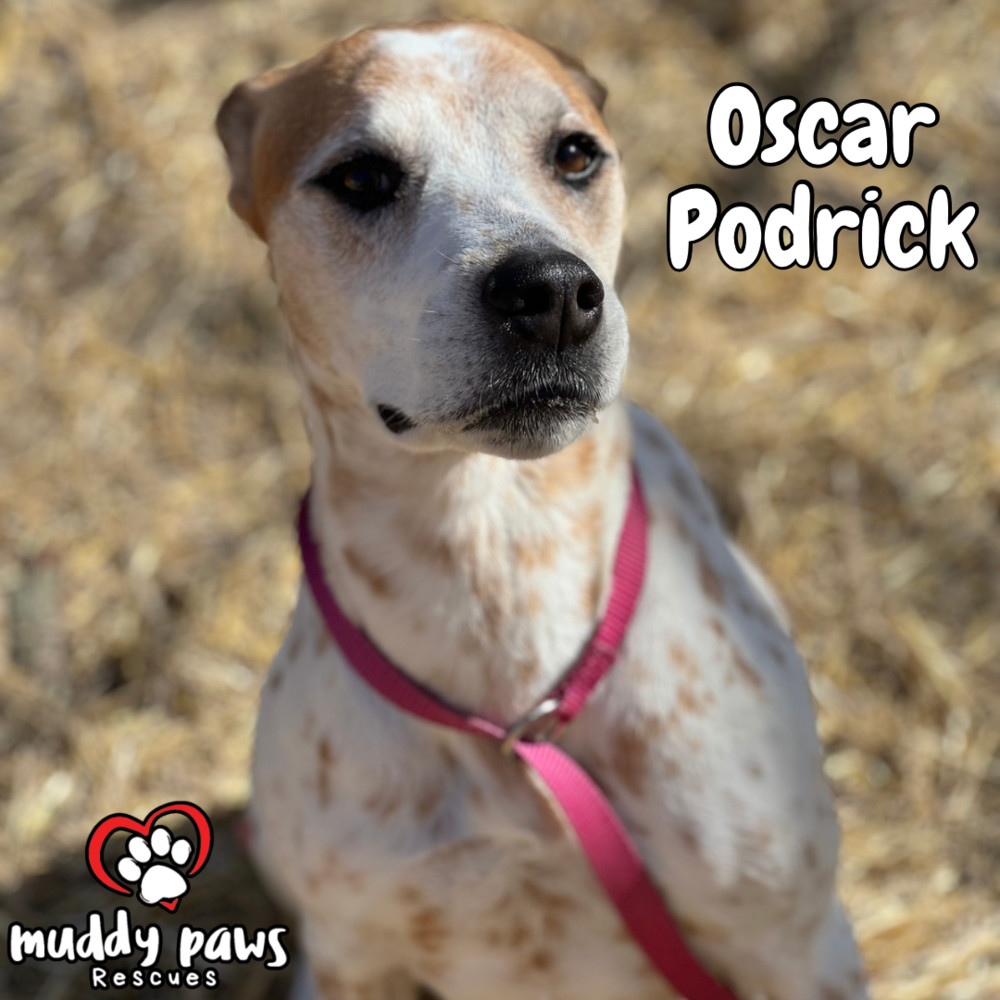 Oscar, an adoptable German Shorthaired Pointer, Hound in Council Bluffs, IA, 51503 | Photo Image 6