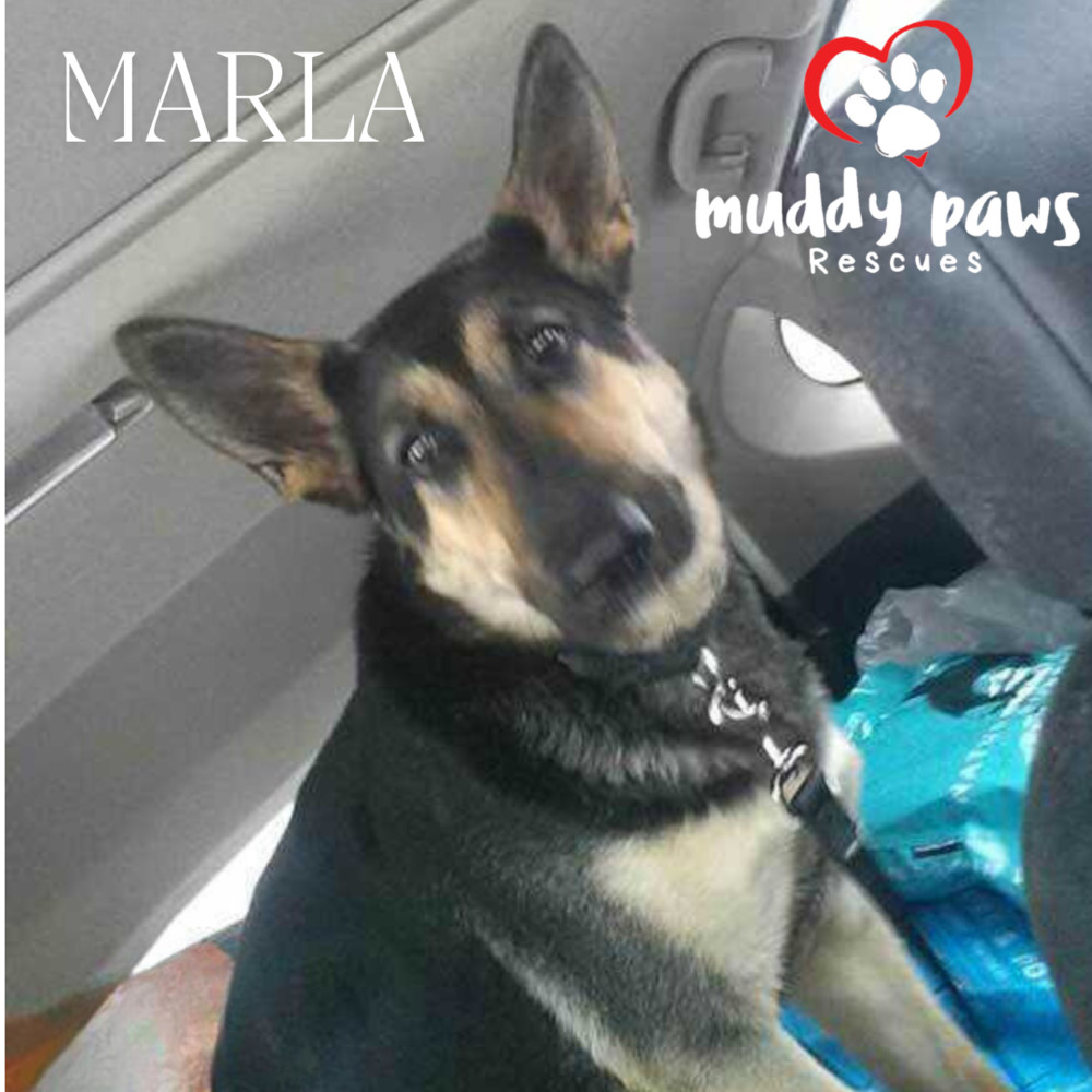 Marla, an adoptable German Shepherd Dog in Council Bluffs, IA, 51503 | Photo Image 1