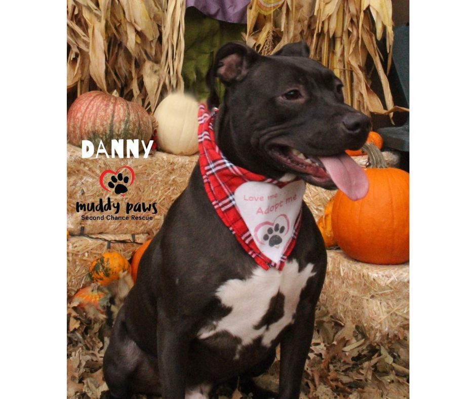 Danny, an adoptable Labrador Retriever, Staffordshire Bull Terrier in Council Bluffs, IA, 51503 | Photo Image 1