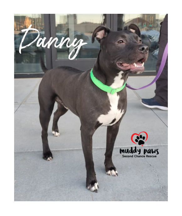 Danny, an adoptable Labrador Retriever, Staffordshire Bull Terrier in Council Bluffs, IA, 51503 | Photo Image 2