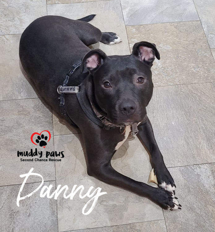 Danny, an adoptable Labrador Retriever, Staffordshire Bull Terrier in Council Bluffs, IA, 51503 | Photo Image 3