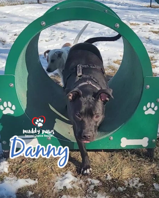 Danny, an adoptable Labrador Retriever, Staffordshire Bull Terrier in Council Bluffs, IA, 51503 | Photo Image 4