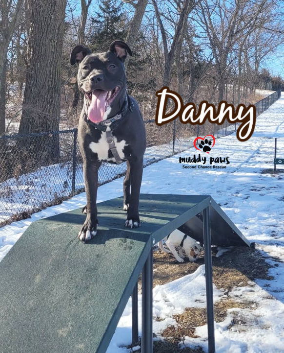 Danny, an adoptable Labrador Retriever, Staffordshire Bull Terrier in Council Bluffs, IA, 51503 | Photo Image 5