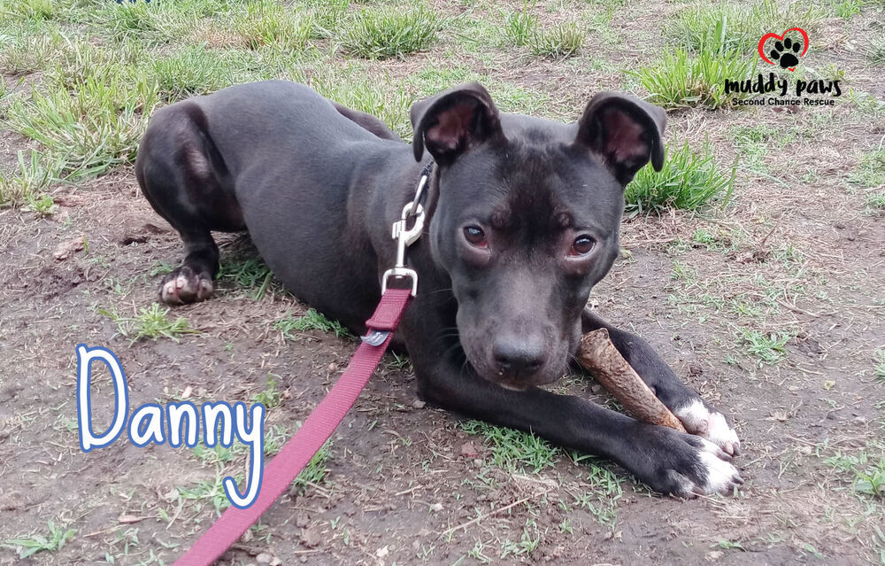 Danny, an adoptable Labrador Retriever, Staffordshire Bull Terrier in Council Bluffs, IA, 51503 | Photo Image 6