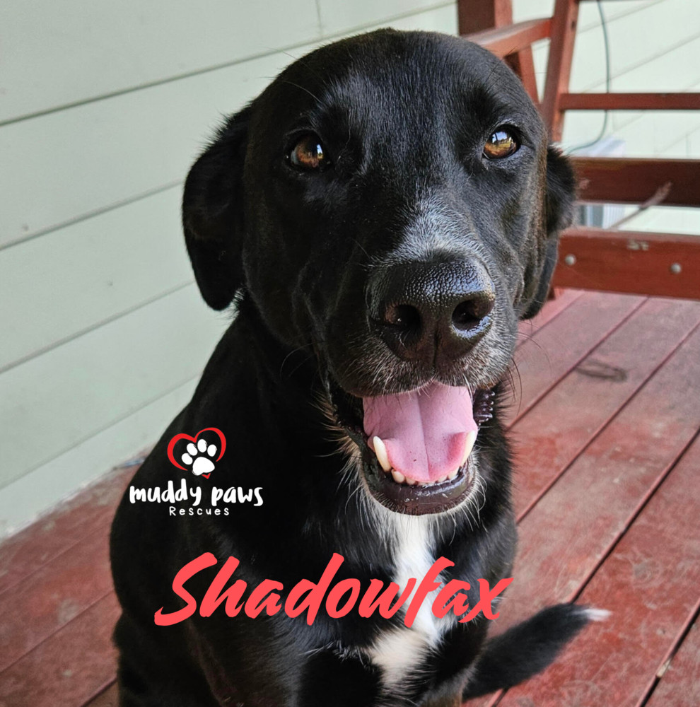 Shadowfax, an adoptable Labrador Retriever in Council Bluffs, IA, 51503 | Photo Image 1