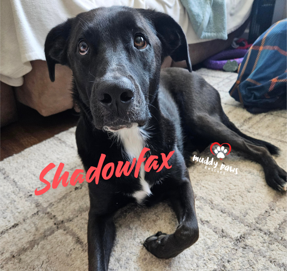 Shadowfax, an adoptable Labrador Retriever in Council Bluffs, IA, 51503 | Photo Image 2