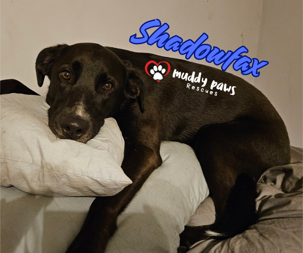 Shadowfax, an adoptable Labrador Retriever in Council Bluffs, IA, 51503 | Photo Image 3