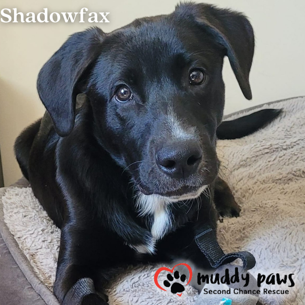 Shadowfax, an adoptable Labrador Retriever in Council Bluffs, IA, 51503 | Photo Image 4