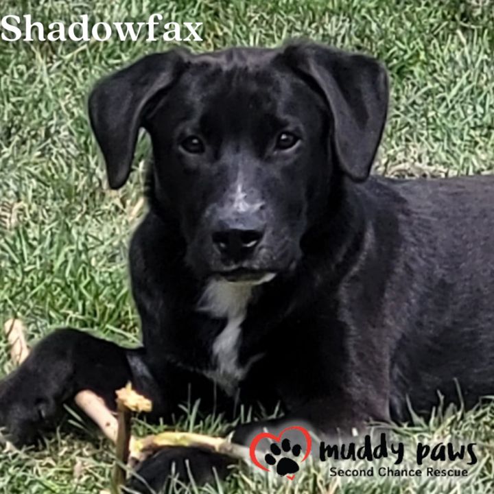 Shadowfax 5