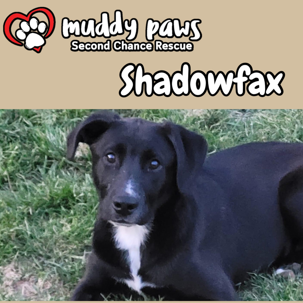 Shadowfax, an adoptable Labrador Retriever in Council Bluffs, IA, 51503 | Photo Image 5