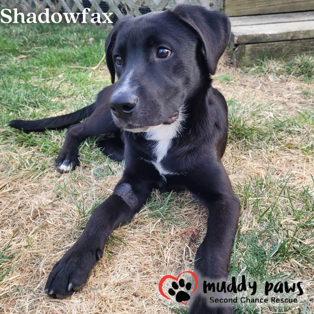 Shadowfax, an adoptable Labrador Retriever in Council Bluffs, IA, 51503 | Photo Image 6