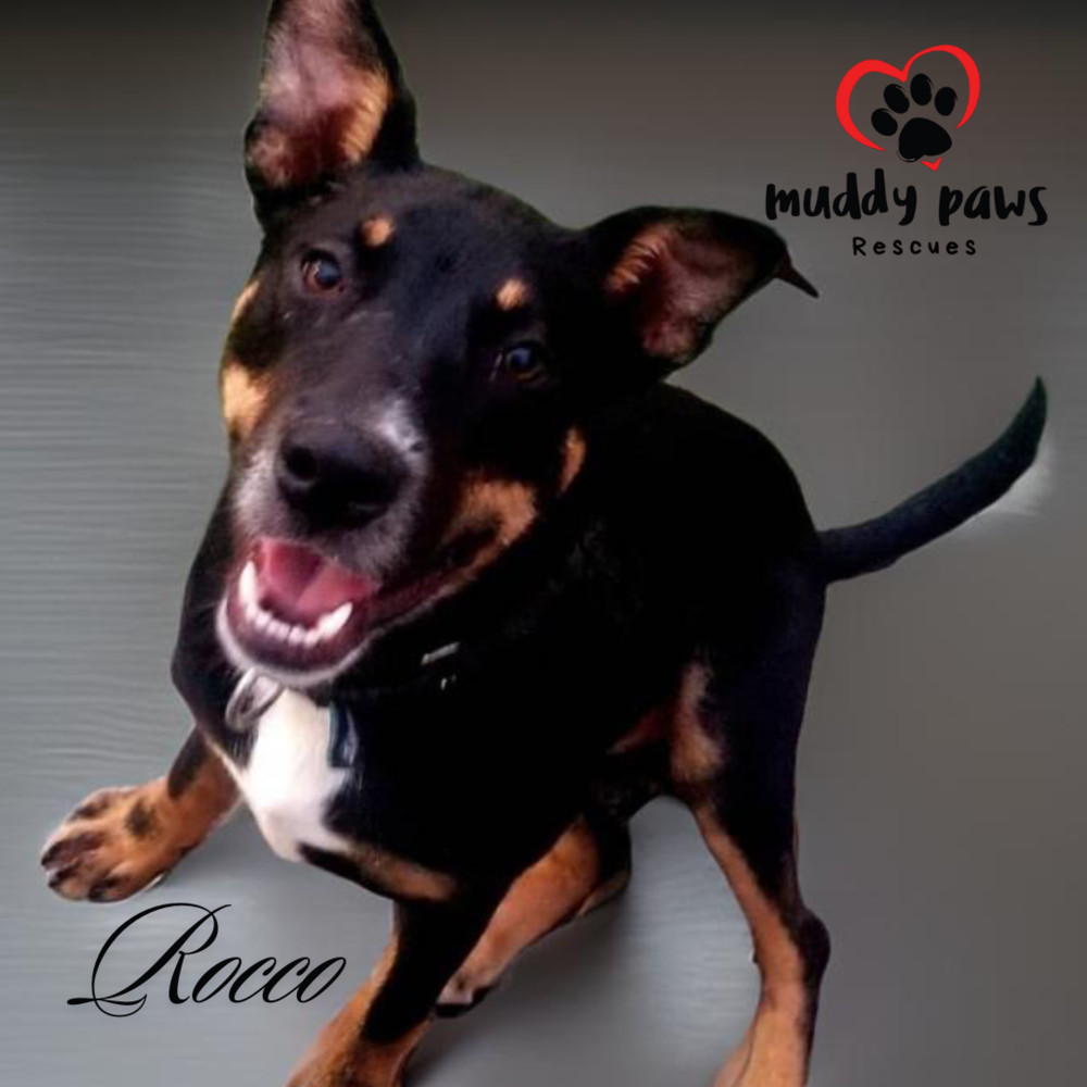 Rocco, an adoptable Terrier in Council Bluffs, IA, 51503 | Photo Image 1