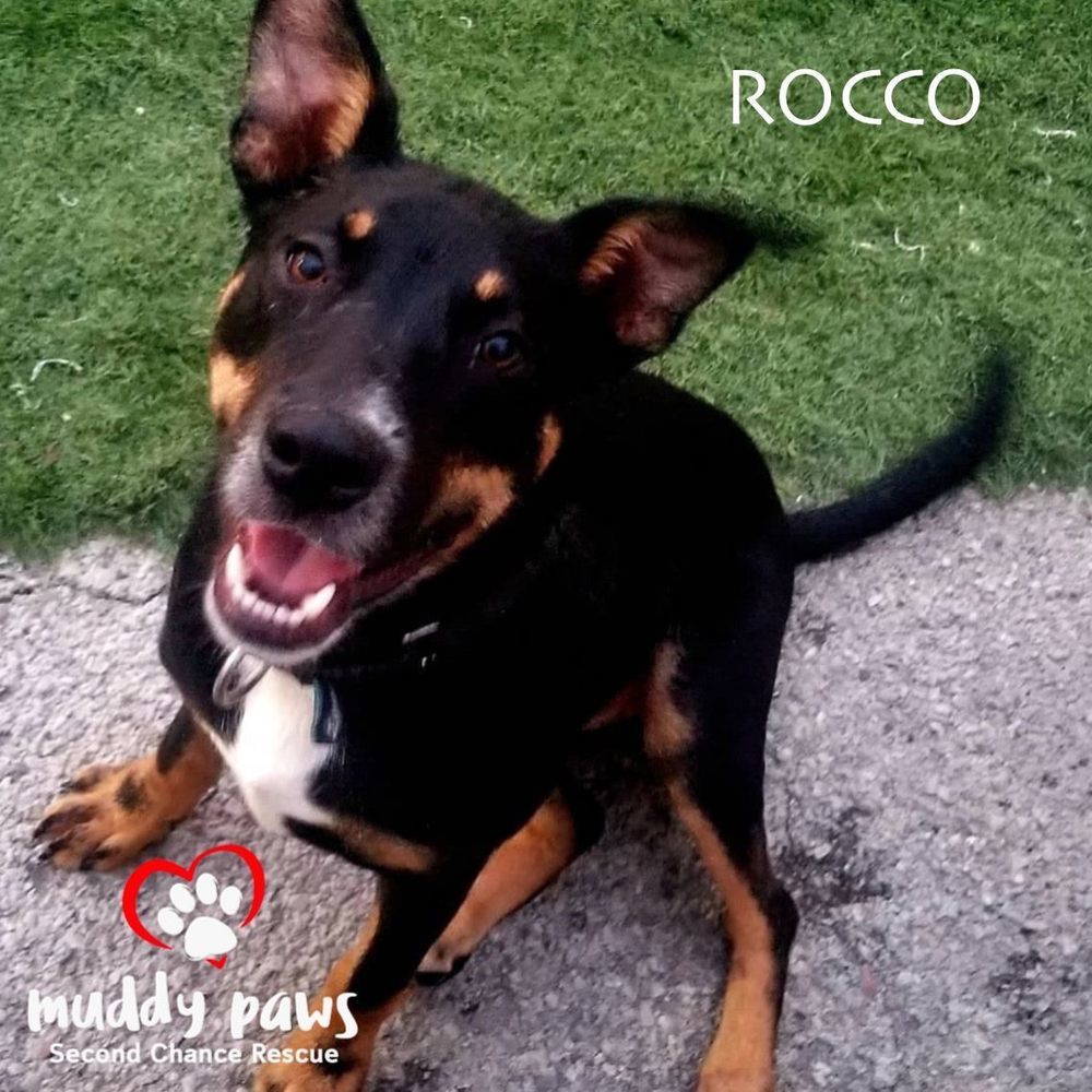 Rocco, an adoptable Terrier in Council Bluffs, IA, 51503 | Photo Image 3