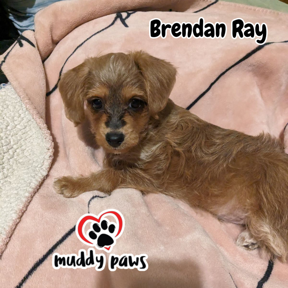 Brendan Ray - no longer accepting applications