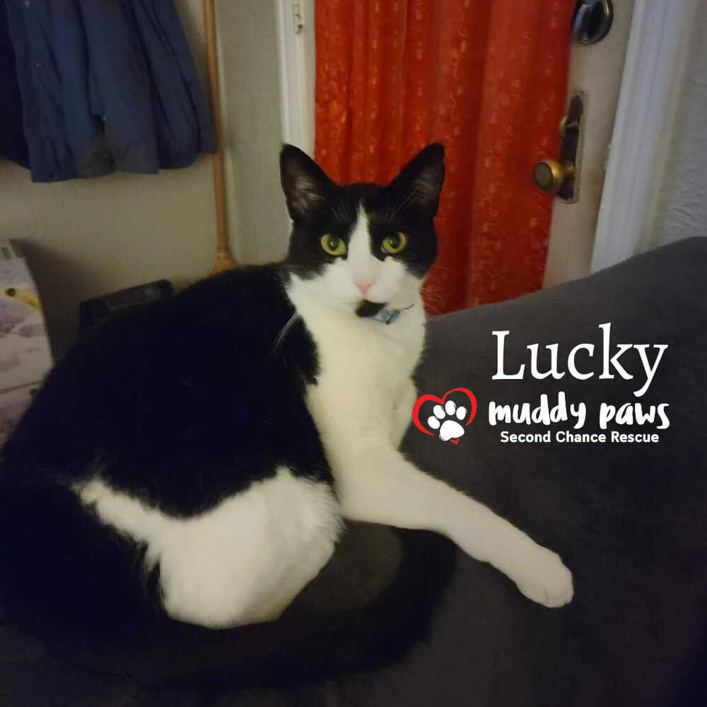 Lucky, an adoptable Domestic Short Hair in Council Bluffs, IA, 51503 | Photo Image 1