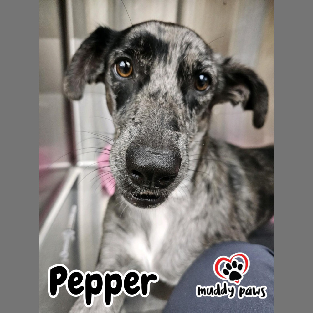 Pepper, an adoptable Mixed Breed in Council Bluffs, IA, 51503 | Photo Image 1